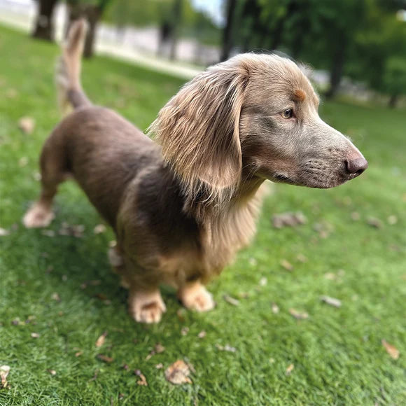 Franco the dachshund